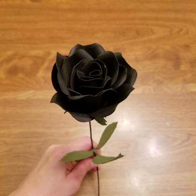 Rose 'Black Beauty' (Hybrid Tea)