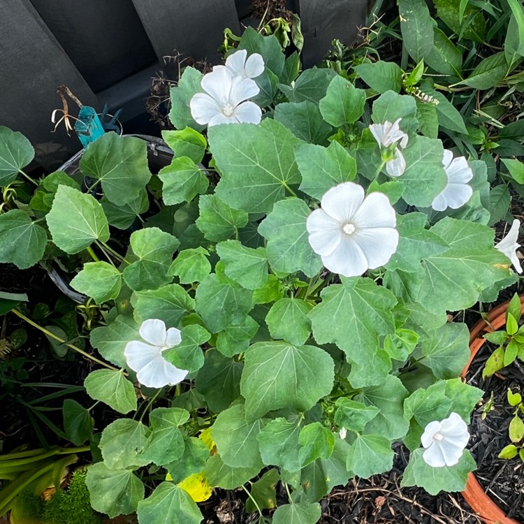 Plant image Lavatera trimestris 'White Beauty'