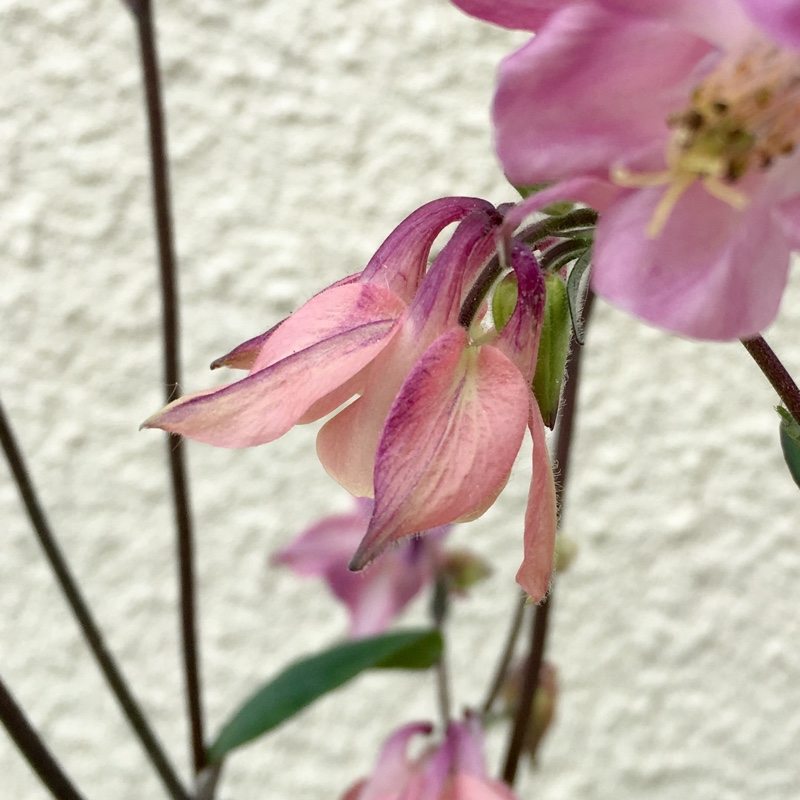 plant image 110228