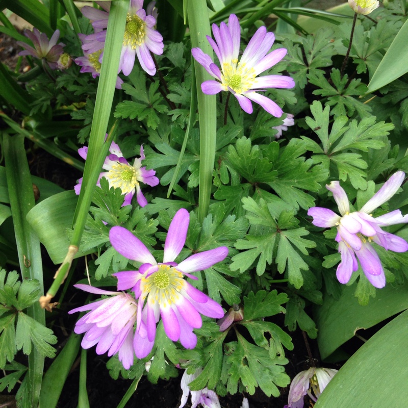 Plant image Anemone blanda 'Radar'