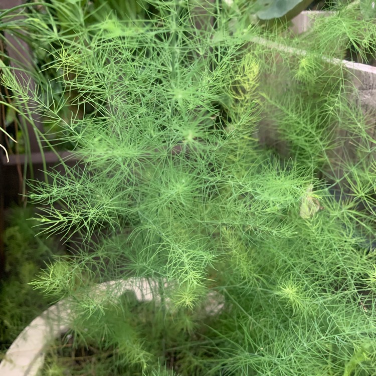 plant image 1069211