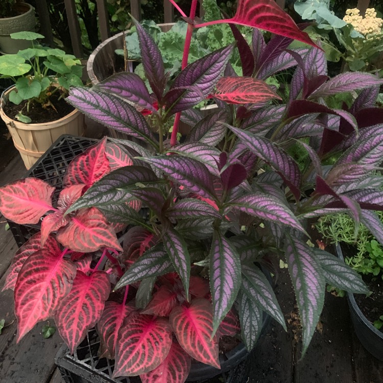 Plant image Plectranthus scutellarioides 'UF12869' (Red Fox Series) syn. Plectranthus 'Mainstreet Fifth Avenue'