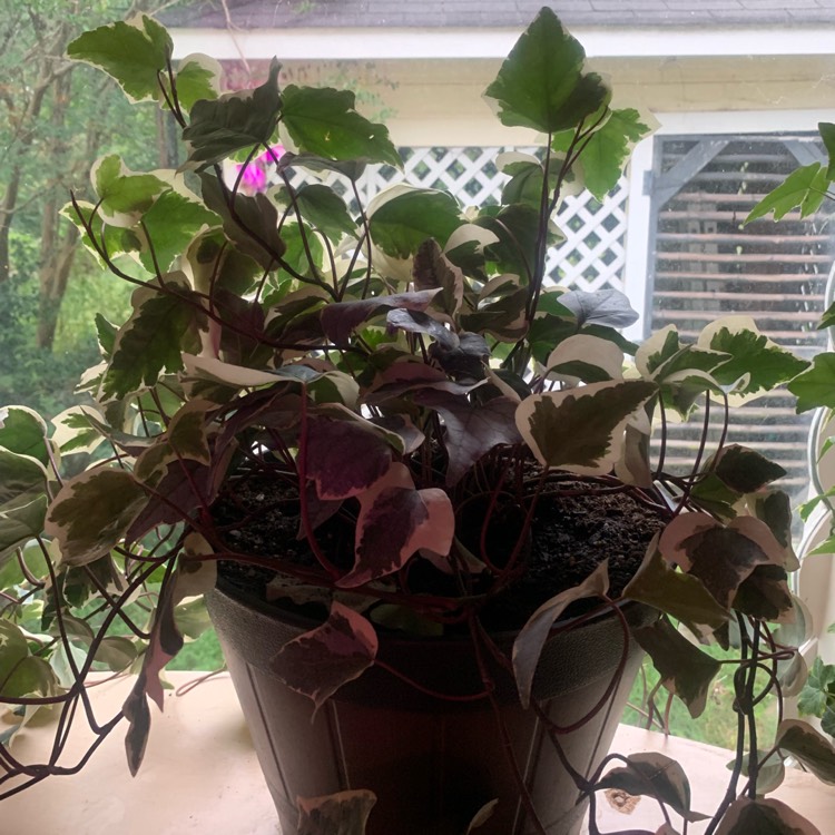 Plant image Hedera Canariensis