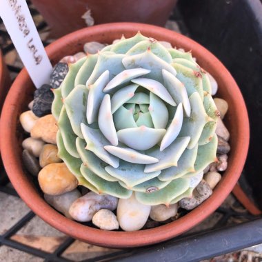 Echeveria Lola