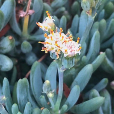 Senecio Serpens