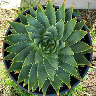 Aloe Polyphylla