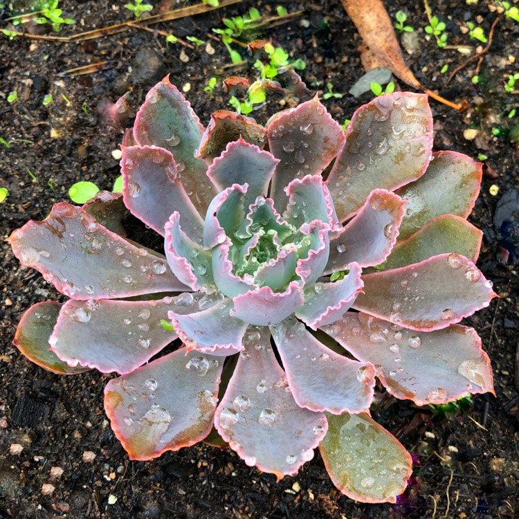 plant image 1055185