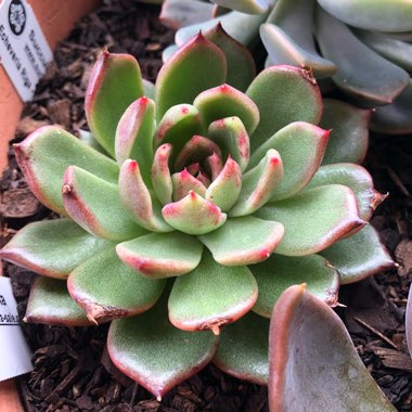Echeveria Agavoides Blood Maria