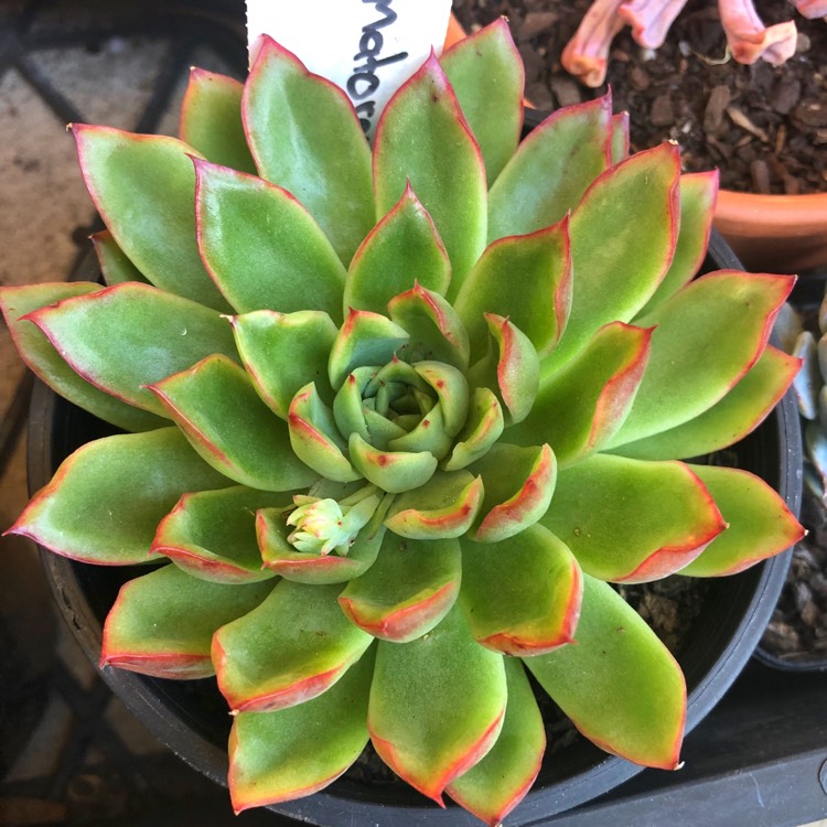 plant image 1075235 plant image 1075235