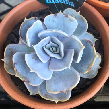 Echeveria Lilacina