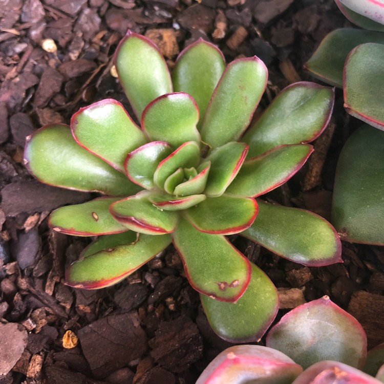 plant image 1079378 plant image 1079378