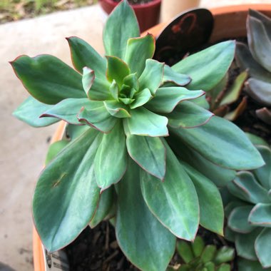 Echeveria Quitensis var. Quitensis