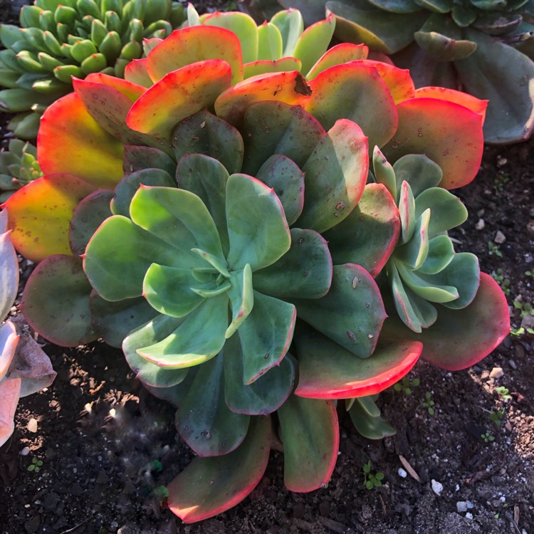 Echeveria Briar Rose, Echeveria 'Briar Rose' - uploaded by @sinsarah