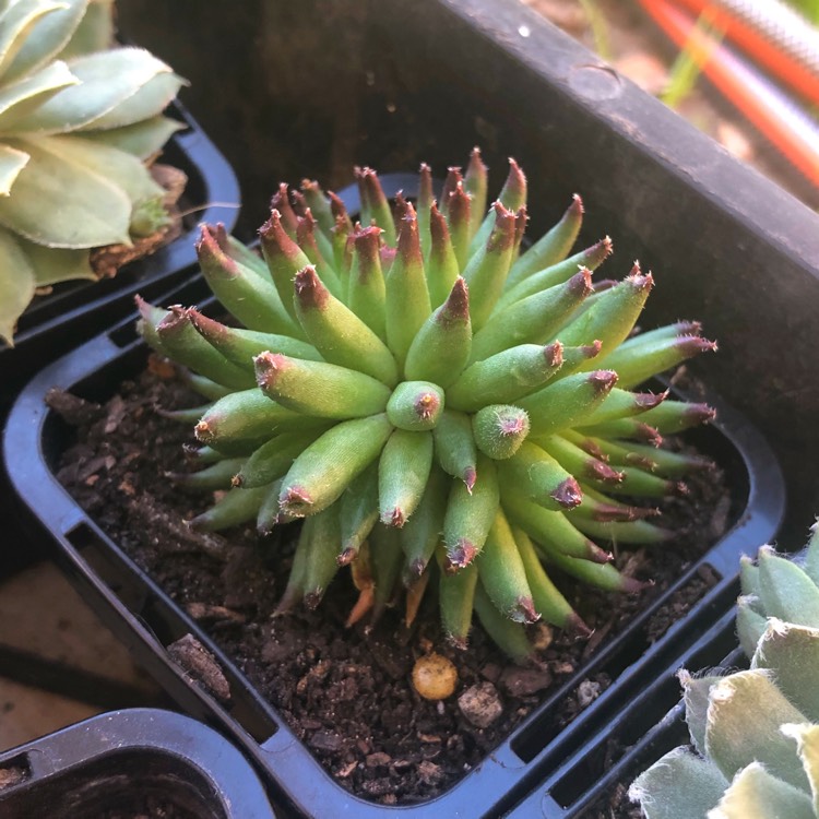plant image 1093156