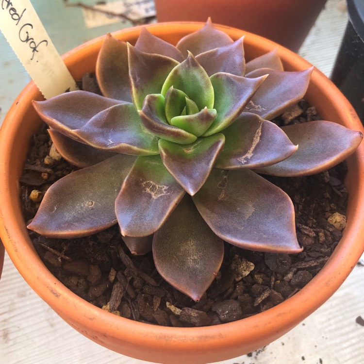 Plant image Echeveria Alfred Graf