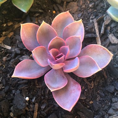 Echeveria Purple Pearl