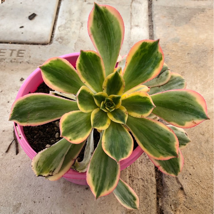 plant image 1097530