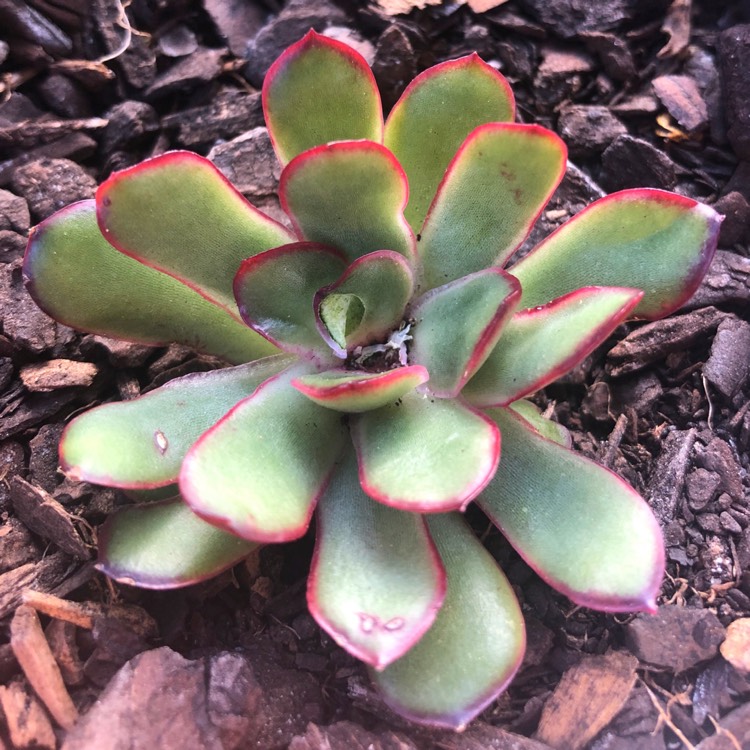 plant image 1103728 plant image 1103728