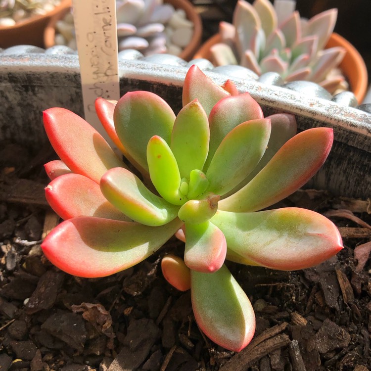 Plant image x Pachyveria Dr Cornelius