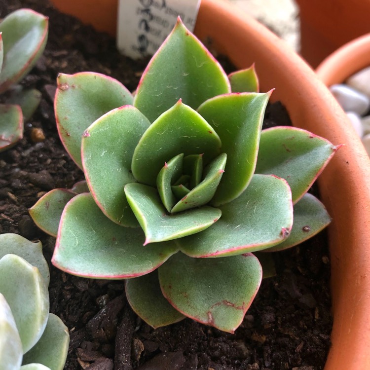 Plant image Echeveria Green Smile