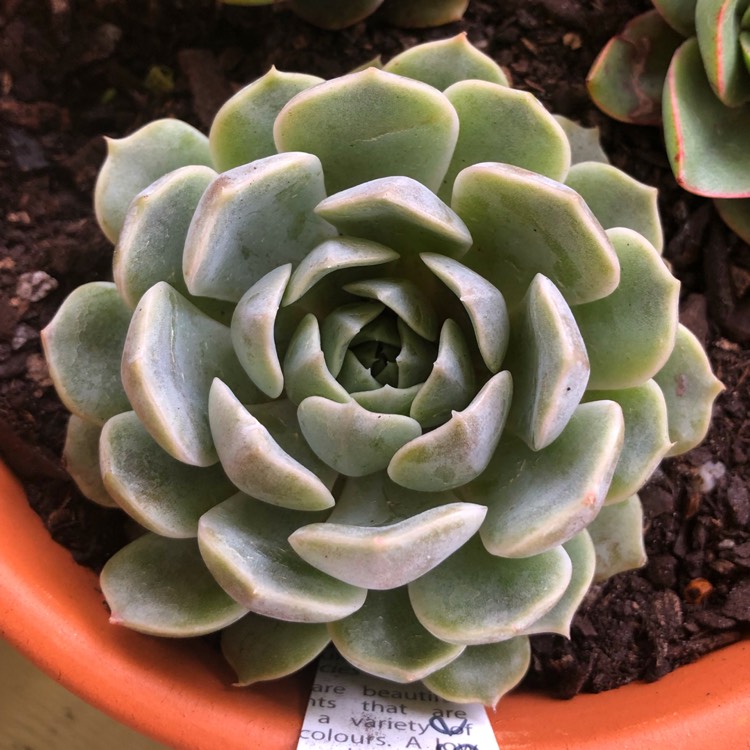 Plant image Echeveria Louise