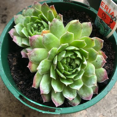 Sempervivum Sirius