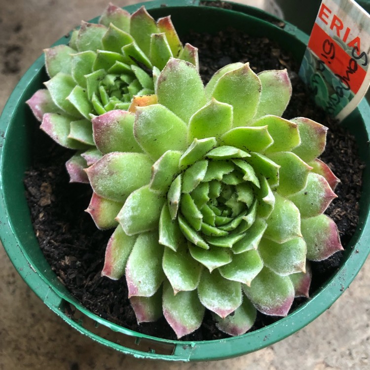 plant image 1109997