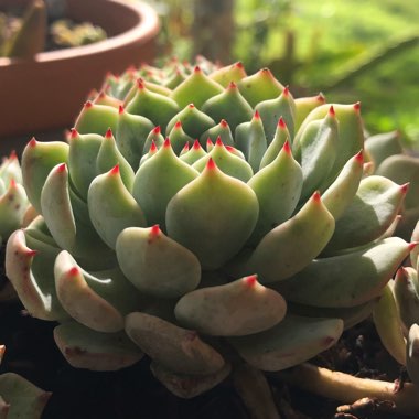 Echeveria Nobaranosei