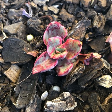 Echeveria Painted Frills