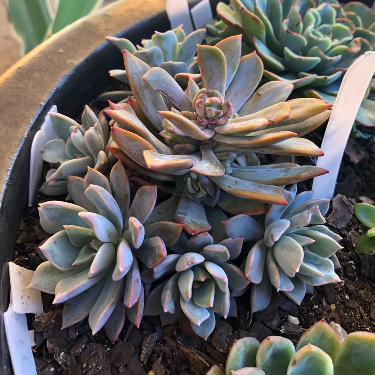 Plant image Echeveria Costa Brava