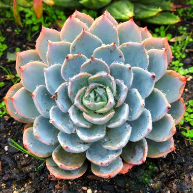 Echeveria Desmetiana v. Subsesslis