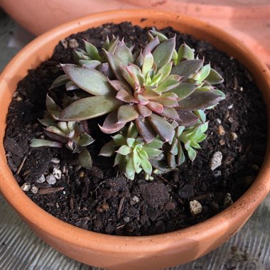 Graptopetalum Rusbyi