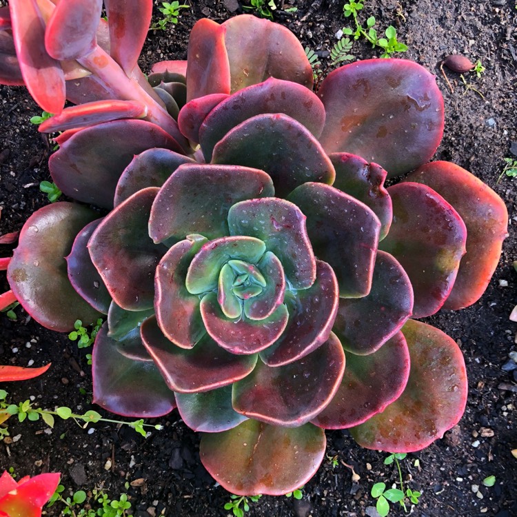 Plant image Echeveria Blue Metal