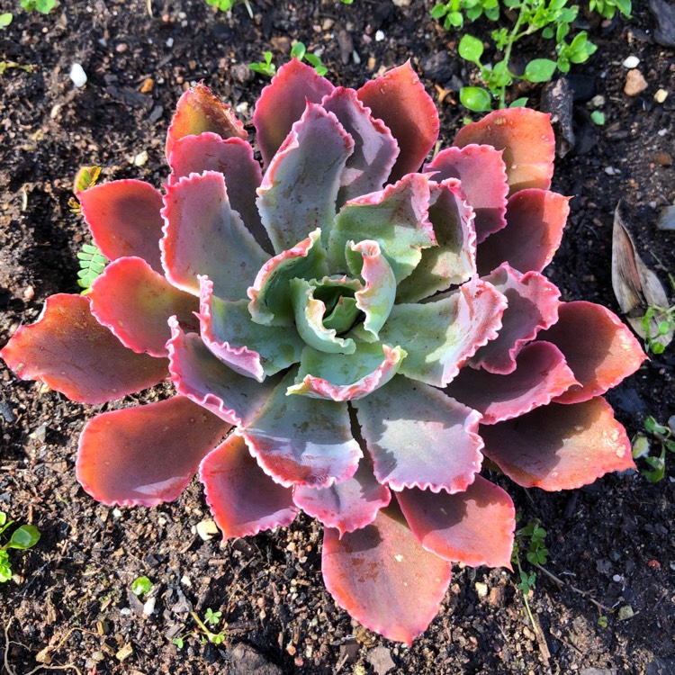plant image 1162846