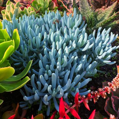 Senecio Serpens