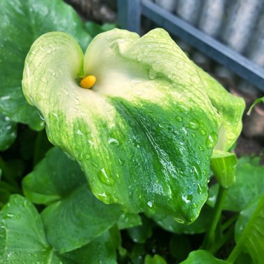 Zantedeschia aethiopica 'Green Goddess'
