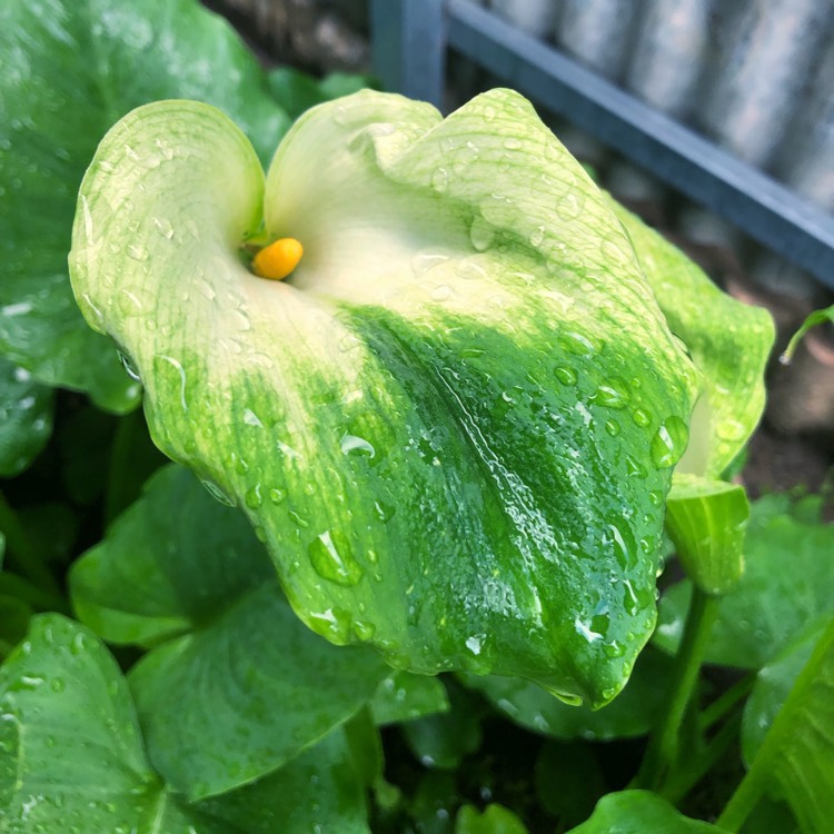 Plant image Zantedeschia aethiopica 'Green Goddess'
