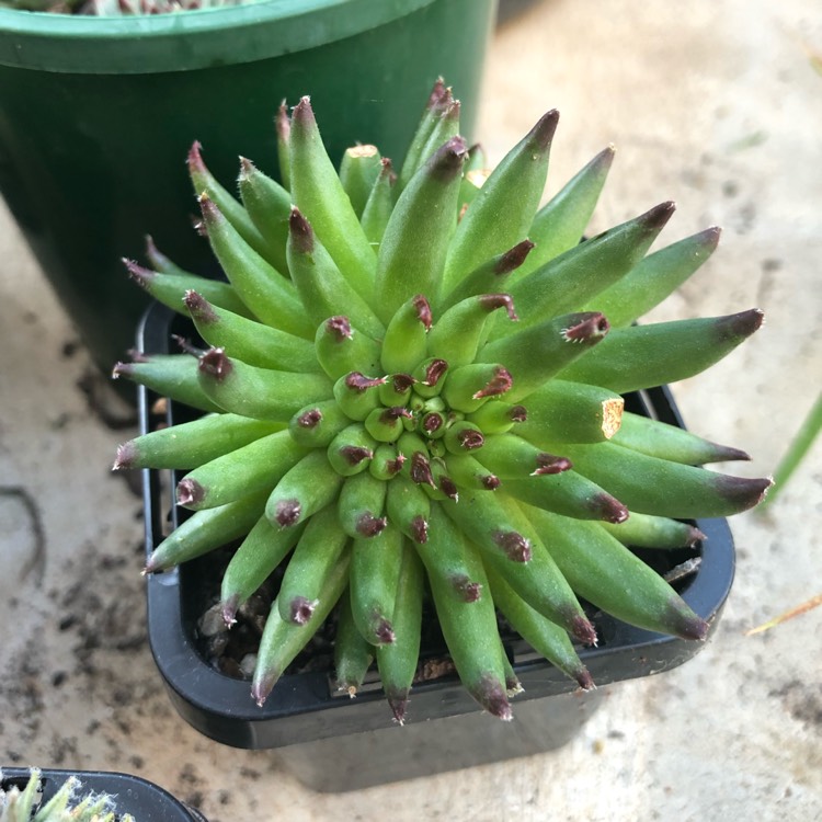 plant image 1165282