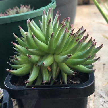 Sempervivum Pittoni