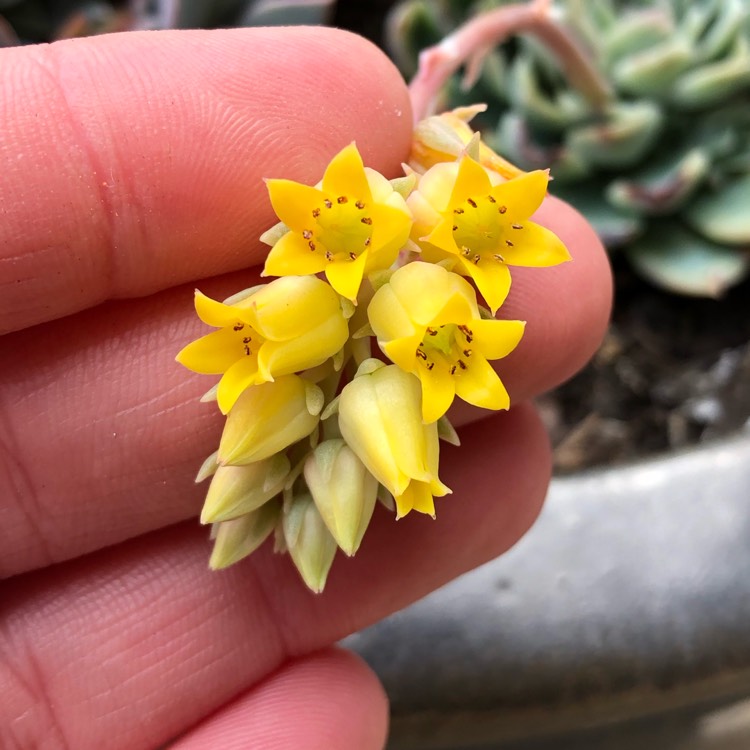 Plant image Echeveria Schichi-Kuksi