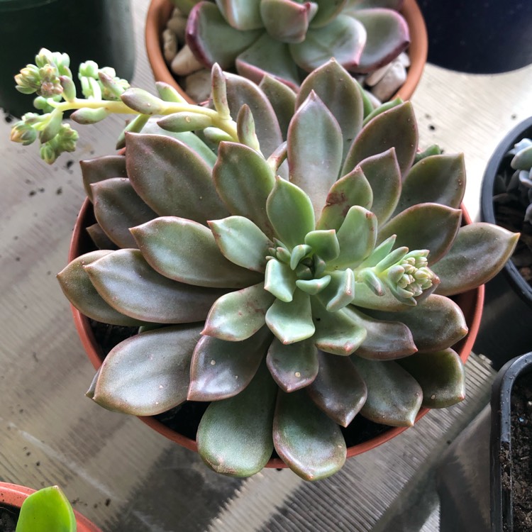 Plant image xGraptoveria Rapeco