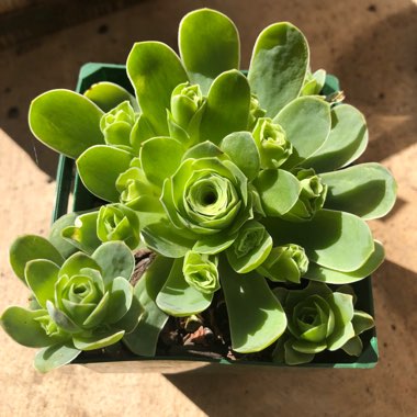 Aeonium Aureum