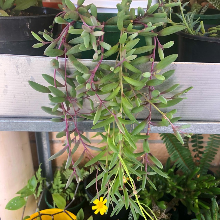 plant image 1182248