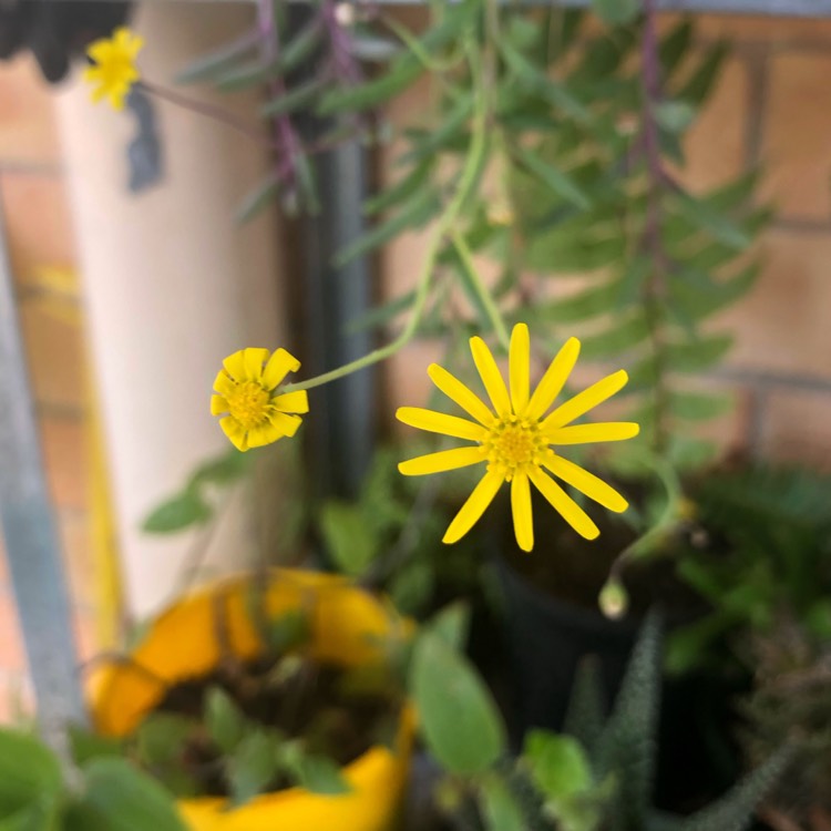 plant image 1182249