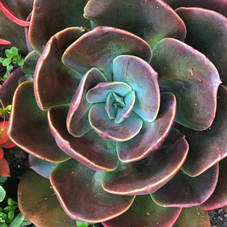 plant image 1182785 plant image 1182785