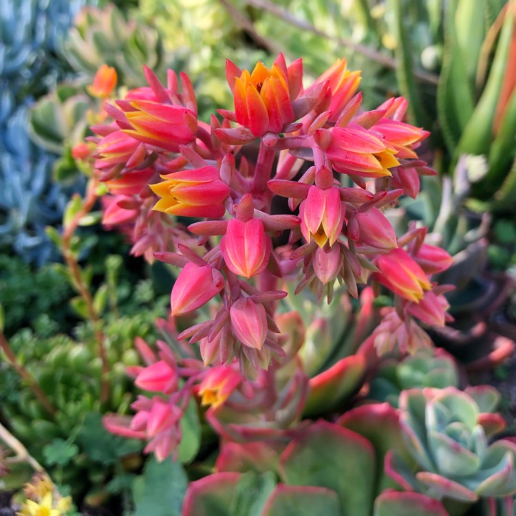 Plant image Echeveria Briar Rose