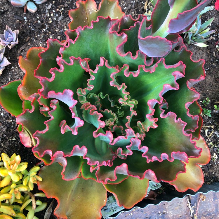 Plant image Echeveria Mauna Loa Green Form