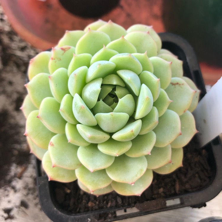 Plant image Echeveria Macadamia