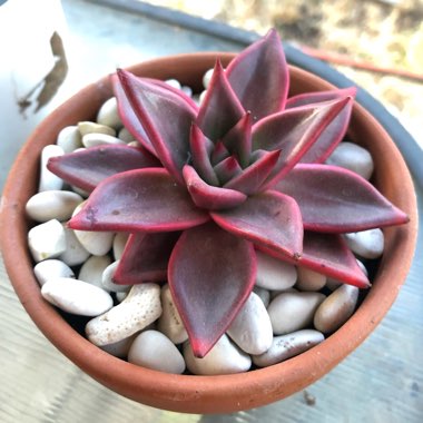 Echeveria Agavoides Romeo