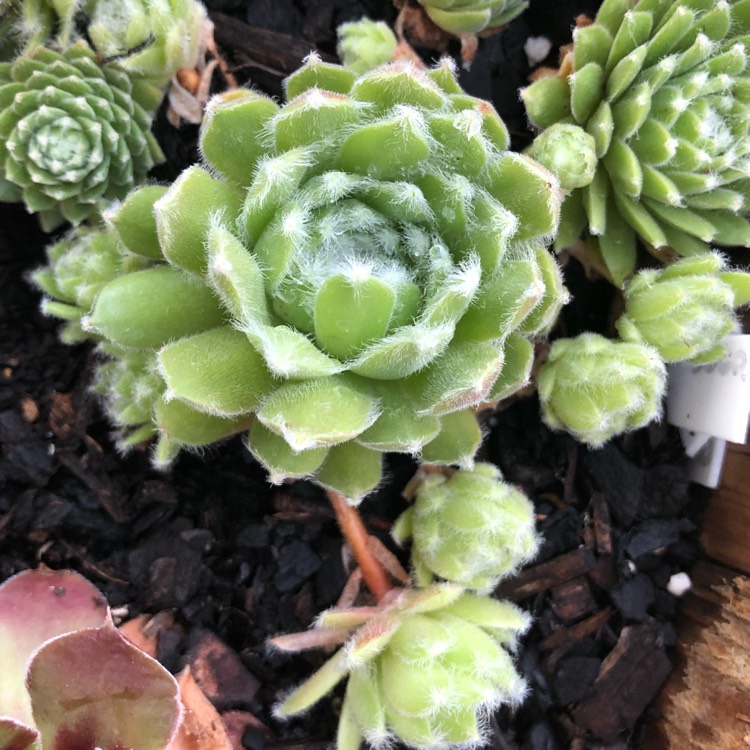Plant image Sempervivum Ashes of Roses